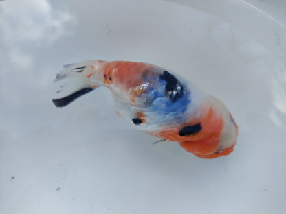 生体 中国産 キャリコらんちゅう(6) 約10～11センチ（1匹）ランチュウ/江戸錦/金魚/桜錦/変わりらんちゅう/きんぎょ/中国金魚【金魚小屋-希-福岡】