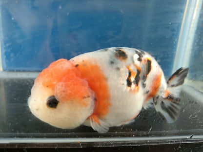 生体江戸錦弐歳魚約7センチ（1匹）らんちゅう/金魚/桜錦/変わりらんちゅう/きんぎょ/国産金魚【金魚小屋-希-福岡】