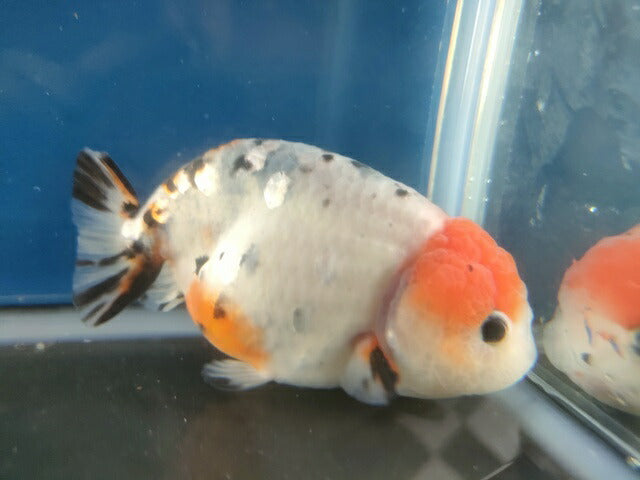 生体江戸錦弐歳魚約7センチ（1匹）らんちゅう/金魚/桜錦/変わりらんちゅう/きんぎょ/国産金魚【金魚小屋-希-福岡】