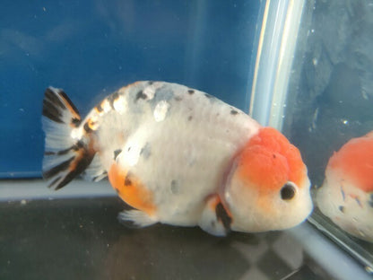 生体江戸錦弐歳魚約7センチ（1匹）らんちゅう/金魚/桜錦/変わりらんちゅう/きんぎょ/国産金魚【金魚小屋-希-福岡】