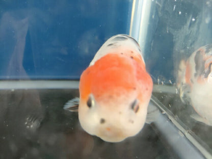 生体 中国産 キャリコらんちゅう(7) 約10～11センチ（1匹）ランチュウ/江戸錦/金魚/桜錦/変わりらんちゅう/きんぎょ/中国金魚【金魚小屋-希-福岡】