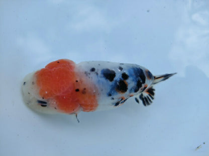 生体 中国産 キャリコらんちゅう(7) 約10～11センチ（1匹）ランチュウ/江戸錦/金魚/桜錦/変わりらんちゅう/きんぎょ/中国金魚【金魚小屋-希-福岡】