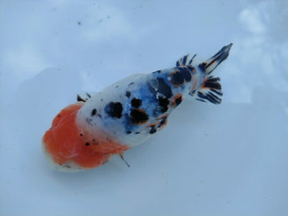 生体 中国産 キャリコらんちゅう(7) 約10～11センチ（1匹）ランチュウ/江戸錦/金魚/桜錦/変わりらんちゅう/きんぎょ/中国金魚【金魚小屋-希-福岡】