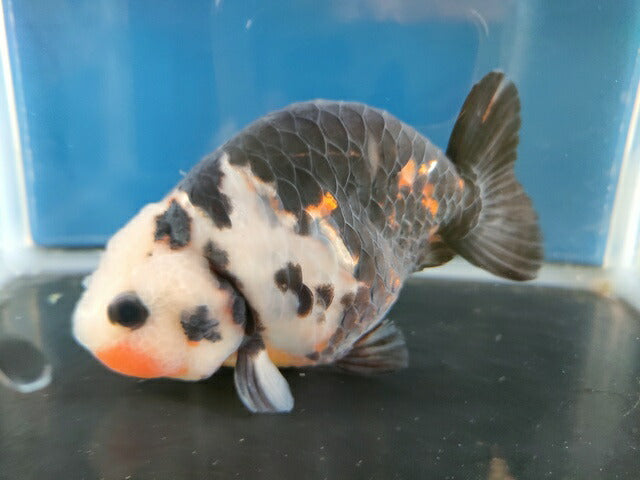 生体江戸錦弐歳魚約7センチ（1匹）らんちゅう/金魚/桜錦/変わりらんちゅう/きんぎょ/国産金魚【金魚小屋-希-福岡】