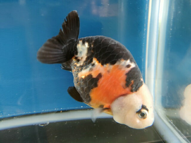 生体江戸錦弐歳魚約7センチ（1匹）らんちゅう/金魚/桜錦/変わりらんちゅう/きんぎょ/国産金魚【金魚小屋-希-福岡】