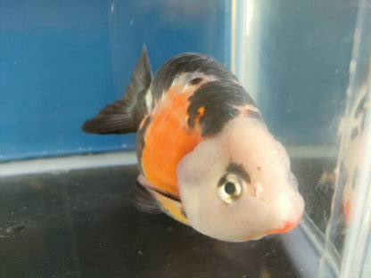 生体 中国産 キャリコらんちゅう(8) 約10～11センチ（1匹）ランチュウ/江戸錦/金魚/桜錦/変わりらんちゅう/きんぎょ/中国金魚【金魚小屋-希-福岡】