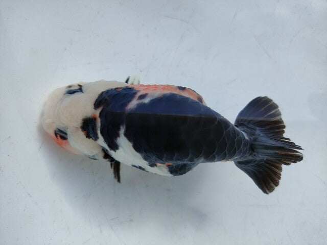 生体 中国産 キャリコらんちゅう(8) 約10～11センチ（1匹）ランチュウ/江戸錦/金魚/桜錦/変わりらんちゅう/きんぎょ/中国金魚【金魚小屋-希-福岡】