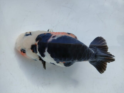 生体 中国産 キャリコらんちゅう(8) 約10～11センチ（1匹）ランチュウ/江戸錦/金魚/桜錦/変わりらんちゅう/きんぎょ/中国金魚【金魚小屋-希-福岡】