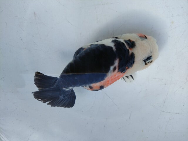 生体 中国産 キャリコらんちゅう(8) 約10～11センチ（1匹）ランチュウ/江戸錦/金魚/桜錦/変わりらんちゅう/きんぎょ/中国金魚【金魚小屋-希-福岡】