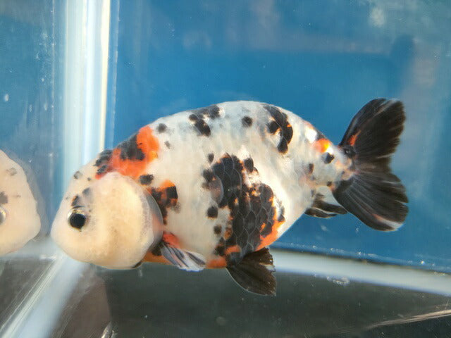 生体江戸錦弐歳魚約7センチ（1匹）らんちゅう/金魚/桜錦/変わりらんちゅう/きんぎょ/国産金魚【金魚小屋-希-福岡】