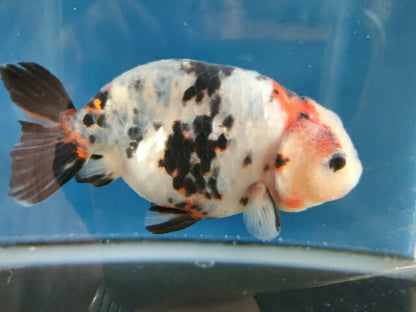 生体江戸錦弐歳魚約7センチ（1匹）らんちゅう/金魚/桜錦/変わりらんちゅう/きんぎょ/国産金魚【金魚小屋-希-福岡】