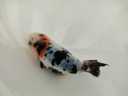 生体 中国産 キャリコらんちゅう(9) 約10～11センチ（1匹）ランチュウ/江戸錦/金魚/桜錦/変わりらんちゅう/きんぎょ/中国金魚【金魚小屋-希-福岡】