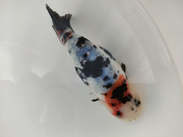 生体 中国産 キャリコらんちゅう(9) 約10～11センチ（1匹）ランチュウ/江戸錦/金魚/桜錦/変わりらんちゅう/きんぎょ/中国金魚【金魚小屋-希-福岡】