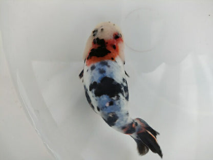 生体 中国産 キャリコらんちゅう(9) 約10～11センチ（1匹）ランチュウ/江戸錦/金魚/桜錦/変わりらんちゅう/きんぎょ/中国金魚【金魚小屋-希-福岡】