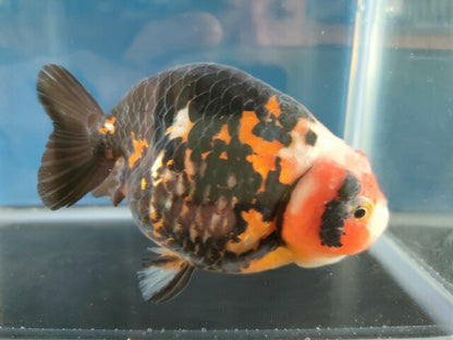 生体江戸錦弐歳魚約7センチ（1匹）らんちゅう/金魚/桜錦/変わりらんちゅう/きんぎょ/国産金魚【金魚小屋-希-福岡】