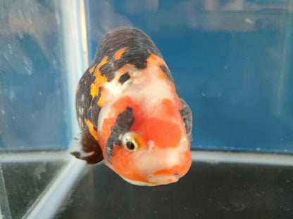 生体 中国産 キャリコらんちゅう(10) 約10～11センチ（1匹）ランチュウ/江戸錦/金魚/桜錦/変わりらんちゅう/きんぎょ/中国金魚【金魚小屋-希-福岡】
