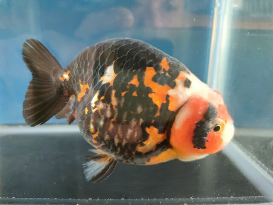 生体江戸錦弐歳魚約7センチ（1匹）らんちゅう/金魚/桜錦/変わりらんちゅう/きんぎょ/国産金魚【金魚小屋-希-福岡】