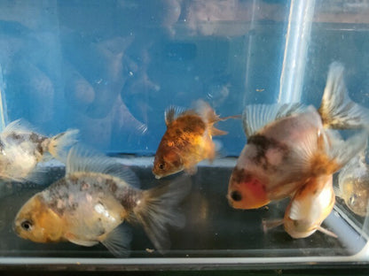 生体飯田産更紗オランダ獅子頭弐歳魚約8センチ（1匹）オランダ/金魚/ローズテール/棚田産/きんぎょ/国産金魚【金魚小屋-希-福岡】