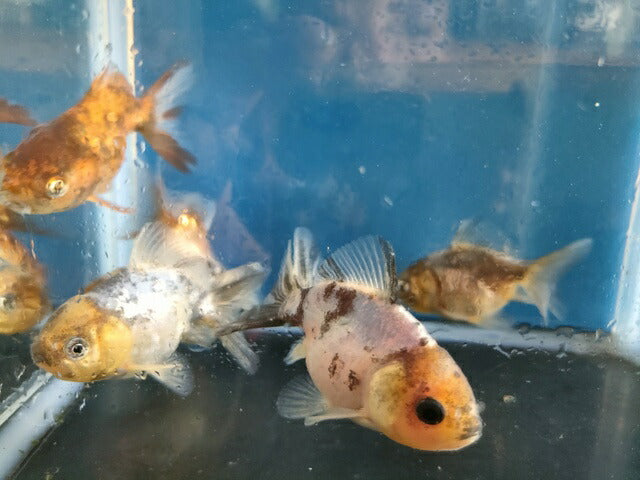 生体飯田産更紗オランダ獅子頭弐歳魚約8センチ（1匹）オランダ/金魚/ローズテール/棚田産/きんぎょ/国産金魚【金魚小屋-希-福岡】