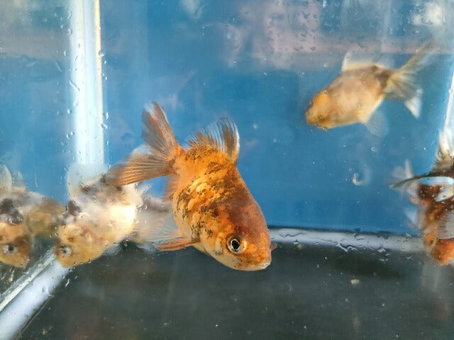 生体飯田産更紗オランダ獅子頭弐歳魚約8センチ（1匹）オランダ/金魚/ローズテール/棚田産/きんぎょ/国産金魚【金魚小屋-希-福岡】