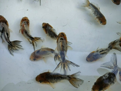 生体安井産更紗オランダ獅子頭弐歳魚約8センチ（1匹）オランダ/金魚/ローズテール/棚田産/きんぎょ/国産金魚【金魚小屋-希-福岡】