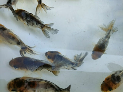 生体安井産更紗オランダ獅子頭弐歳魚約8センチ（1匹）オランダ/金魚/ローズテール/棚田産/きんぎょ/国産金魚【金魚小屋-希-福岡】