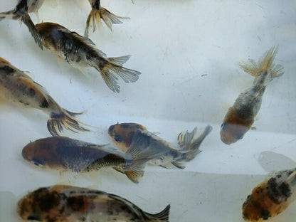 生体安井産更紗オランダ獅子頭弐歳魚約8センチ（1匹）オランダ/金魚/ローズテール/棚田産/きんぎょ/国産金魚【金魚小屋-希-福岡】