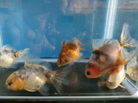 生体飯田産更紗オランダ獅子頭弐歳魚約8センチ（1匹）オランダ/金魚/ローズテール/棚田産/きんぎょ/国産金魚【金魚小屋-希-福岡】