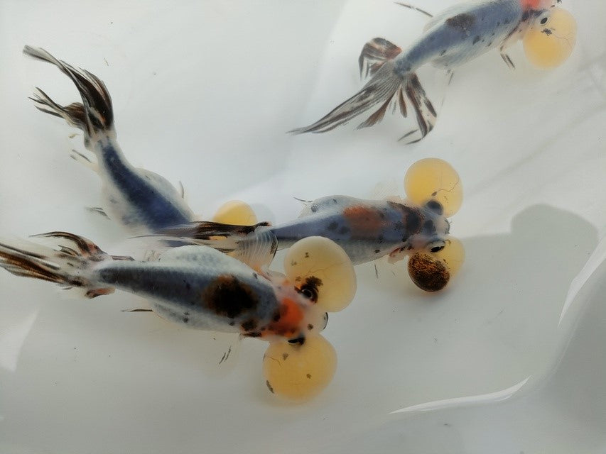 生体 中国産 キャリコ水泡眼 約10センチ（1匹）頂天眼/金魚/浜錦/高頭パール/きんぎょ/中国金魚【金魚小屋-希-福岡】