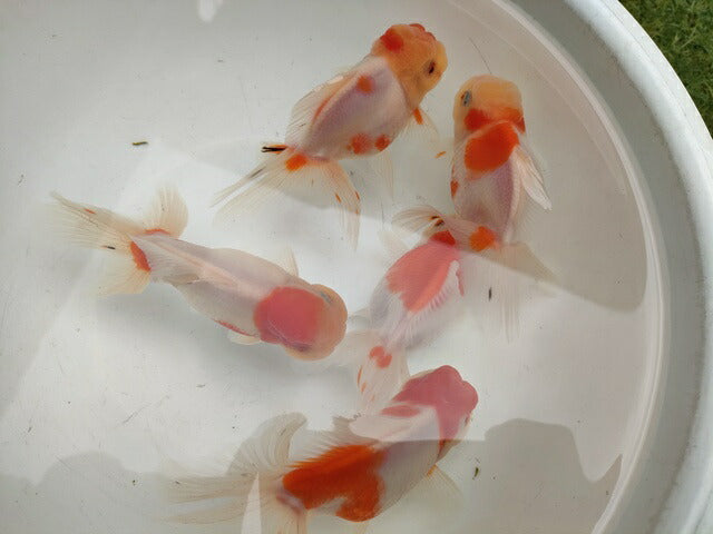 生体飯田産更紗オランダ獅子頭弐歳魚約8センチ（1匹）オランダ/金魚/ローズテール/棚田産/きんぎょ/国産金魚【金魚小屋-希-福岡】