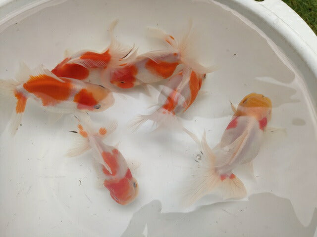 生体飯田産更紗オランダ獅子頭弐歳魚約8センチ（1匹）オランダ/金魚/ローズテール/棚田産/きんぎょ/国産金魚【金魚小屋-希-福岡】