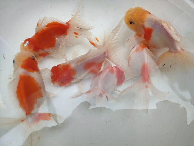 生体飯田産更紗オランダ獅子頭弐歳魚約8センチ（1匹）オランダ/金魚/ローズテール/棚田産/きんぎょ/国産金魚【金魚小屋-希-福岡】
