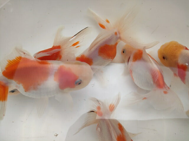 生体安井産更紗オランダ獅子頭弐歳魚約8センチ（1匹）オランダ/金魚/ローズテール/棚田産/きんぎょ/国産金魚【金魚小屋-希-福岡】