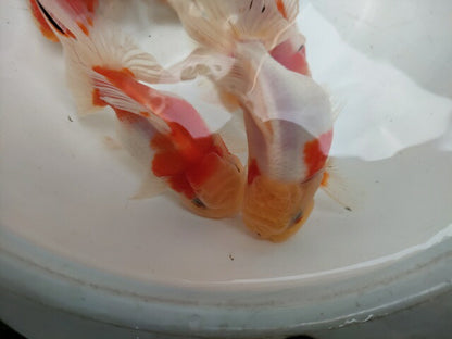 生体安井産更紗オランダ獅子頭弐歳魚約8センチ（1匹）オランダ/金魚/ローズテール/棚田産/きんぎょ/国産金魚【金魚小屋-希-福岡】