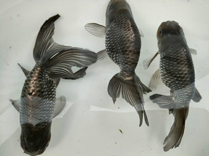 生体深見産秋錦弐歳魚約11センチ（1匹）らんちゅう/金魚/オランダ獅子頭/変わりらんちゅう/きんぎょ/国産金魚【金魚小屋-希-福岡】