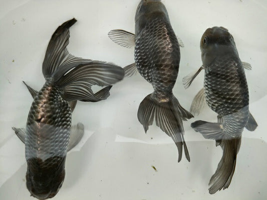 生体深見産秋錦弐歳魚約11センチ（1匹）らんちゅう/金魚/オランダ獅子頭/変わりらんちゅう/きんぎょ/国産金魚【金魚小屋-希-福岡】