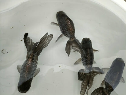 生体深見産秋錦弐歳魚約11センチ（1匹）らんちゅう/金魚/オランダ獅子頭/変わりらんちゅう/きんぎょ/国産金魚【金魚小屋-希-福岡】