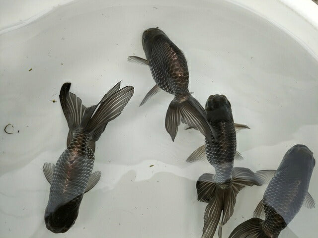 生体深見産秋錦弐歳魚約11センチ（1匹）らんちゅう/金魚/オランダ獅子頭/変わりらんちゅう/きんぎょ/国産金魚【金魚小屋-希-福岡】