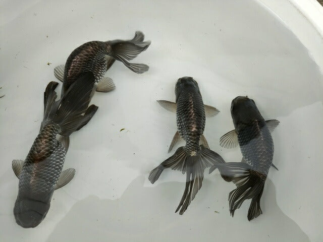 生体深見産秋錦弐歳魚約11センチ（1匹）らんちゅう/金魚/オランダ獅子頭/変わりらんちゅう/きんぎょ/国産金魚【金魚小屋-希-福岡】