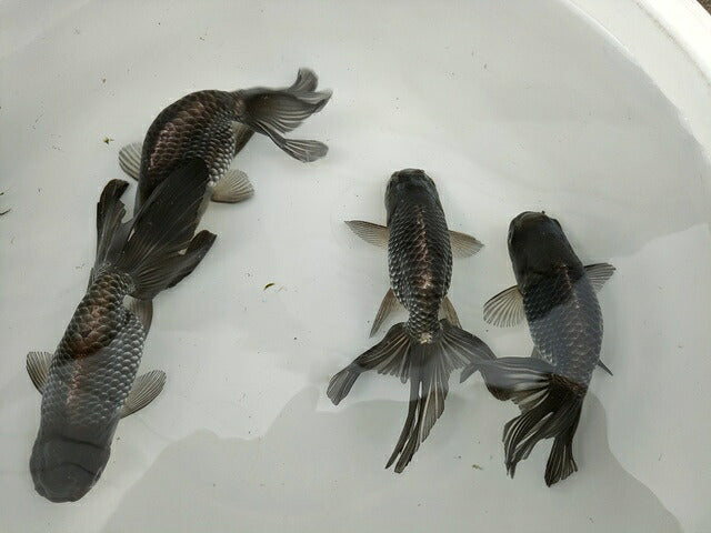 生体深見産秋錦弐歳魚約11センチ（1匹）らんちゅう/金魚/オランダ獅子頭/変わりらんちゅう/きんぎょ/国産金魚【金魚小屋-希-福岡】