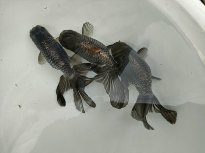 生体深見産秋錦弐歳魚約11センチ（1匹）らんちゅう/金魚/オランダ獅子頭/変わりらんちゅう/きんぎょ/国産金魚【金魚小屋-希-福岡】