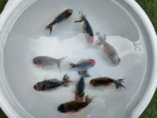 生体江戸錦弐歳魚約7センチ（1匹）らんちゅう/金魚/桜錦/変わりらんちゅう/きんぎょ/国産金魚【金魚小屋-希-福岡】
