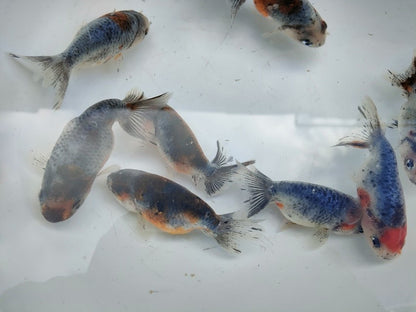 生体江戸錦弐歳魚約7センチ（1匹）らんちゅう/金魚/桜錦/変わりらんちゅう/きんぎょ/国産金魚【金魚小屋-希-福岡】