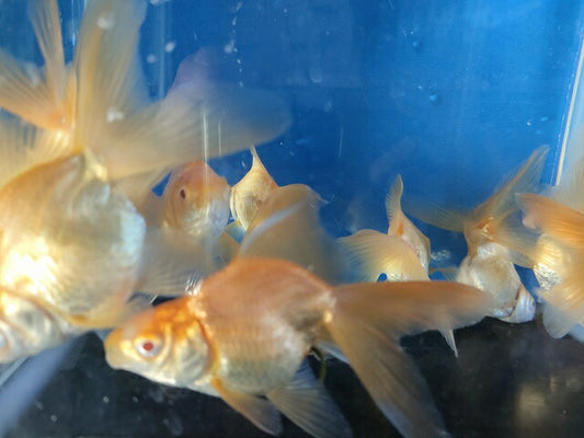 生体飯田産オランダ獅子頭弐歳魚約8センチ（1匹）オランダ/金魚/ローズテール/棚田産/きんぎょ/国産金魚【金魚小屋-希-福岡】