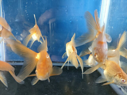 生体飯田産オランダ獅子頭弐歳魚約8センチ（1匹）オランダ/金魚/ローズテール/棚田産/きんぎょ/国産金魚【金魚小屋-希-福岡】