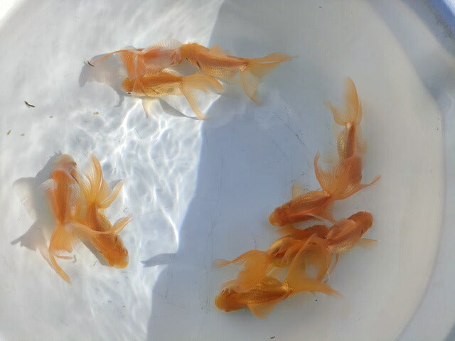 生体 弥富産アルビノ琉金 約8センチ（1匹）オランダ/金魚/出目金/きんぎょ/国産金魚【金魚小屋-希-福岡】