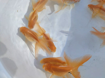生体 弥富産アルビノ琉金 約8センチ（1匹）オランダ/金魚/出目金/きんぎょ/国産金魚【金魚小屋-希-福岡】