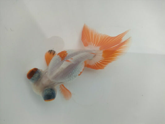 生体飯田産オランダ獅子頭弐歳魚約8センチ（1匹）オランダ/金魚/ローズテール/棚田産/きんぎょ/国産金魚【金魚小屋-希-福岡】
