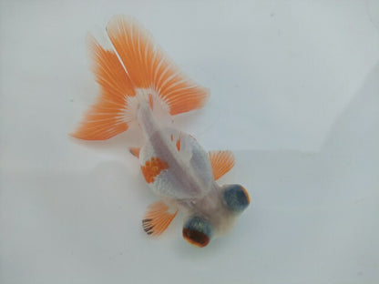 生体飯田産オランダ獅子頭弐歳魚約8センチ（1匹）オランダ/金魚/ローズテール/棚田産/きんぎょ/国産金魚【金魚小屋-希-福岡】