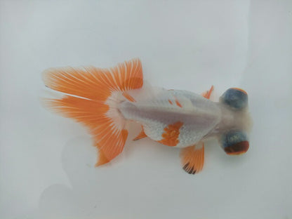 生体飯田産オランダ獅子頭弐歳魚約8センチ（1匹）オランダ/金魚/ローズテール/棚田産/きんぎょ/国産金魚【金魚小屋-希-福岡】